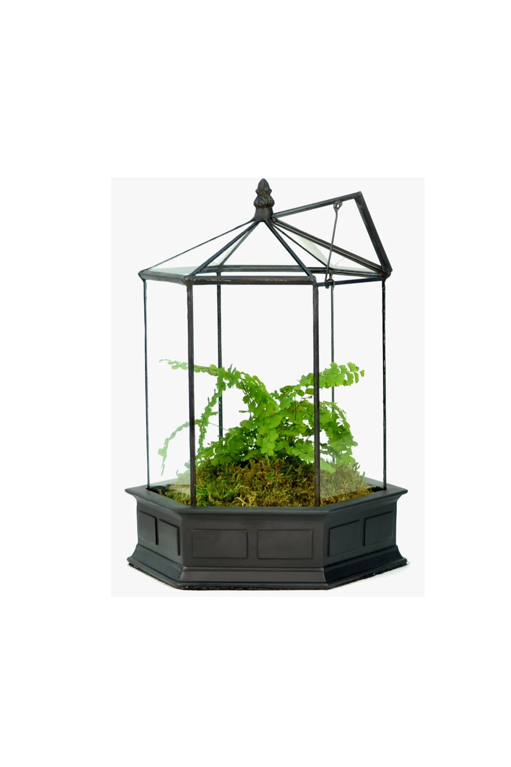 Glass Terrarium Wardian Case